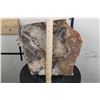 Image 5 : BIG 9lb 7oz Natural Arizona Rainbow PETRIFIED WOOD Slab Slice with Stand