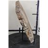 Image 6 : BIG 9lb 7oz Natural Arizona Rainbow PETRIFIED WOOD Slab Slice with Stand
