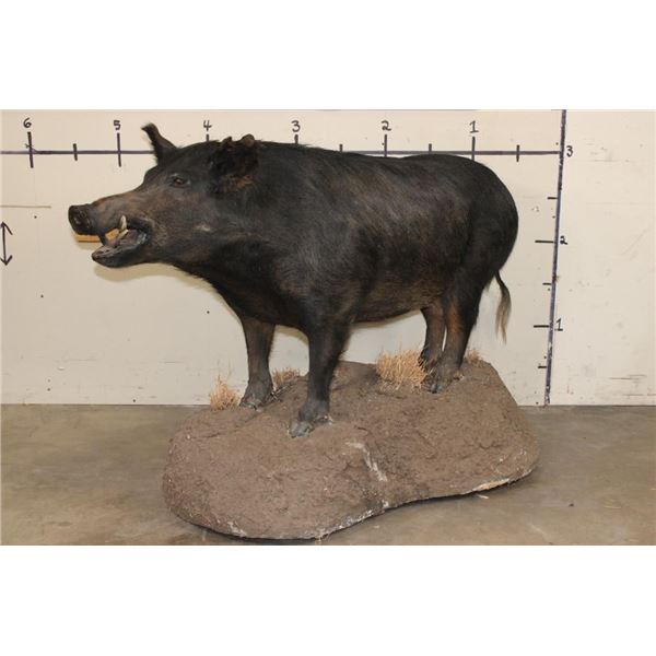 Life-sized HOG on a Reproduction Rock Base with Wheels