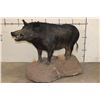 Image 1 : Life-sized HOG on a Reproduction Rock Base with Wheels