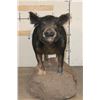 Image 4 : Life-sized HOG on a Reproduction Rock Base with Wheels