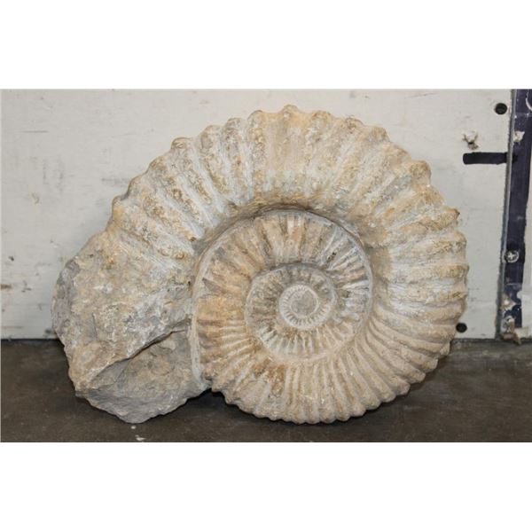 XL 17 lb AMMONITE Fossil Specimen from Morocco