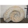Image 1 : XL 17 lb AMMONITE Fossil Specimen from Morocco