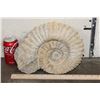 Image 2 : XL 17 lb AMMONITE Fossil Specimen from Morocco