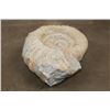 Image 5 : XL 17 lb AMMONITE Fossil Specimen from Morocco