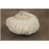 Image 6 : XL 17 lb AMMONITE Fossil Specimen from Morocco