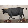 Image 11 : Life-sized Female/Cow CAPE BUFFALO from Africa