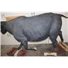 Image 12 : Life-sized Female/Cow CAPE BUFFALO from Africa