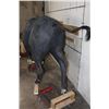 Image 13 : Life-sized Female/Cow CAPE BUFFALO from Africa