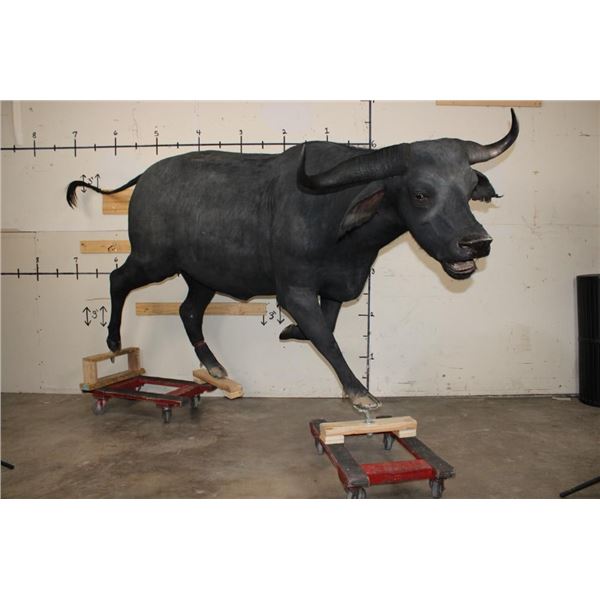 Life-sized Female/Cow CAPE BUFFALO from Africa