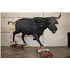 Image 1 : Life-sized Female/Cow CAPE BUFFALO from Africa