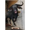 Image 4 : Life-sized Female/Cow CAPE BUFFALO from Africa