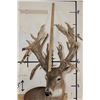 Image 11 : XXL Non-Typical 44-Point WHITETAIL DEER Wall Pedestal