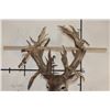 Image 12 : XXL Non-Typical 44-Point WHITETAIL DEER Wall Pedestal