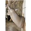 Image 13 : XXL Non-Typical 44-Point WHITETAIL DEER Wall Pedestal