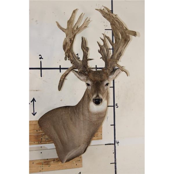 XXL Non-Typical 44-Point WHITETAIL DEER Wall Pedestal