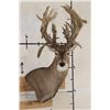 Image 1 : XXL Non-Typical 44-Point WHITETAIL DEER Wall Pedestal