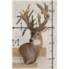 Image 2 : XXL Non-Typical 44-Point WHITETAIL DEER Wall Pedestal