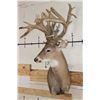 Image 3 : XXL Non-Typical 44-Point WHITETAIL DEER Wall Pedestal