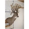 Image 4 : XXL Non-Typical 44-Point WHITETAIL DEER Wall Pedestal