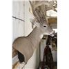 Image 5 : XXL Non-Typical 44-Point WHITETAIL DEER Wall Pedestal