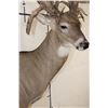 Image 6 : XXL Non-Typical 44-Point WHITETAIL DEER Wall Pedestal