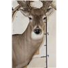 Image 7 : XXL Non-Typical 44-Point WHITETAIL DEER Wall Pedestal