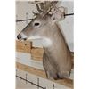 Image 8 : XXL Non-Typical 44-Point WHITETAIL DEER Wall Pedestal