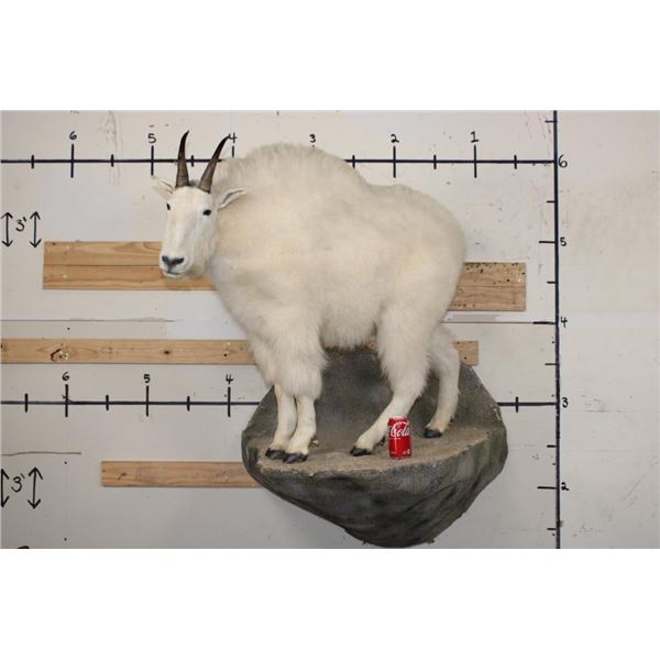 Life-sized MOUNTAIN GOAT on a Simulated Rock Wall Base