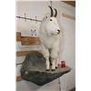Image 2 : Life-sized MOUNTAIN GOAT on a Simulated Rock Wall Base