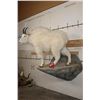 Image 3 : Life-sized MOUNTAIN GOAT on a Simulated Rock Wall Base