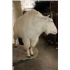 Image 7 : Life-sized MOUNTAIN GOAT on a Simulated Rock Wall Base