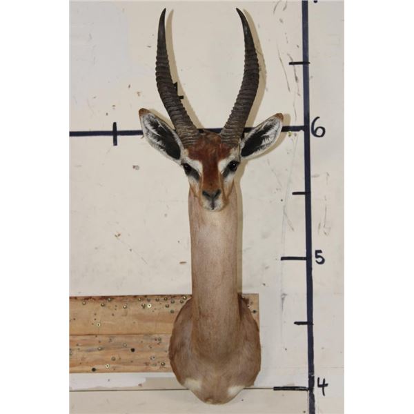 GERENUK Shoulder Mount
