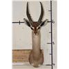 Image 1 : GERENUK Shoulder Mount