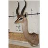 Image 2 : GERENUK Shoulder Mount
