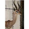 Image 3 : GERENUK Shoulder Mount
