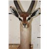 Image 5 : GERENUK Shoulder Mount