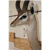 Image 6 : GERENUK Shoulder Mount
