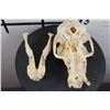 Image 10 : *TEXAS RESIDENTS ONLY*! *RARE* DRILL Primate Skull