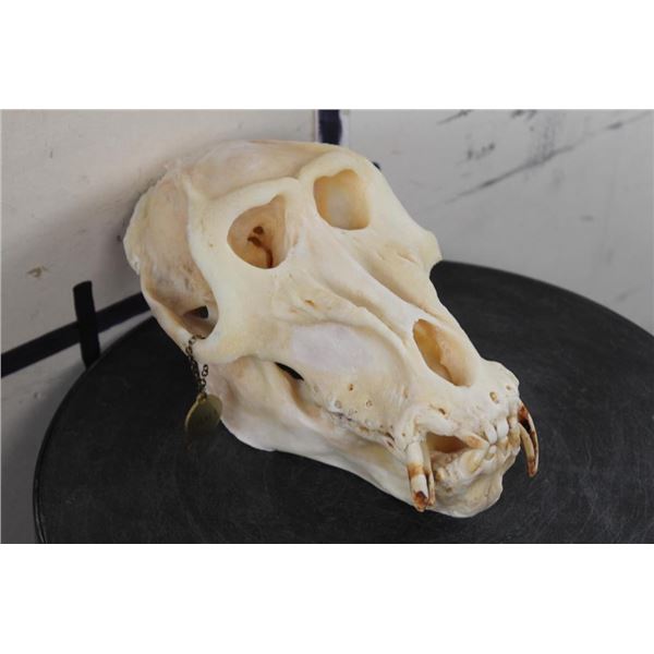*TEXAS RESIDENTS ONLY*! *RARE* DRILL Primate Skull
