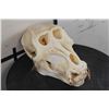 Image 1 : *TEXAS RESIDENTS ONLY*! *RARE* DRILL Primate Skull