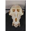 Image 2 : *TEXAS RESIDENTS ONLY*! *RARE* DRILL Primate Skull