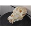 Image 3 : *TEXAS RESIDENTS ONLY*! *RARE* DRILL Primate Skull