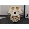 Image 4 : *TEXAS RESIDENTS ONLY*! *RARE* DRILL Primate Skull