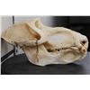 Image 6 : *TEXAS RESIDENTS ONLY*! *RARE* DRILL Primate Skull