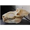 Image 7 : *TEXAS RESIDENTS ONLY*! *RARE* DRILL Primate Skull