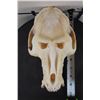 Image 8 : *TEXAS RESIDENTS ONLY*! *RARE* DRILL Primate Skull