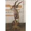 Image 11 : Life-sized LESSER KUDU on a light-weight Foam Base