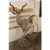 Image 12 : Life-sized LESSER KUDU on a light-weight Foam Base