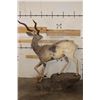 Image 13 : Life-sized LESSER KUDU on a light-weight Foam Base